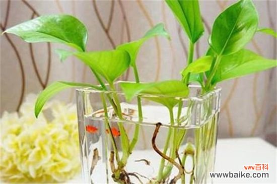 什么水培植物里面可以养鱼