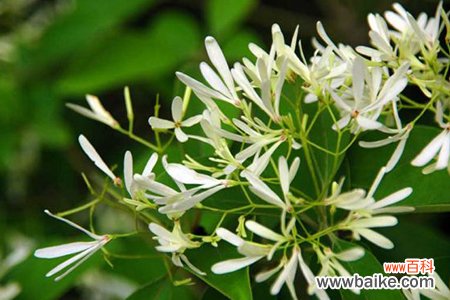 家里千万不能养的6种花