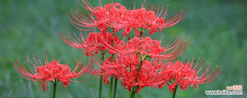 家里千万不能养的6种花