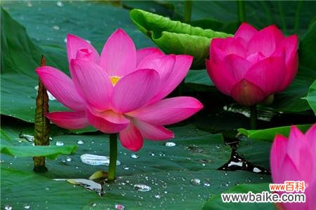 家里千万不能养的6种花