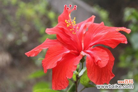 家里千万不能养的6种花