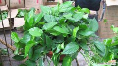 绿萝为什么不能放房间