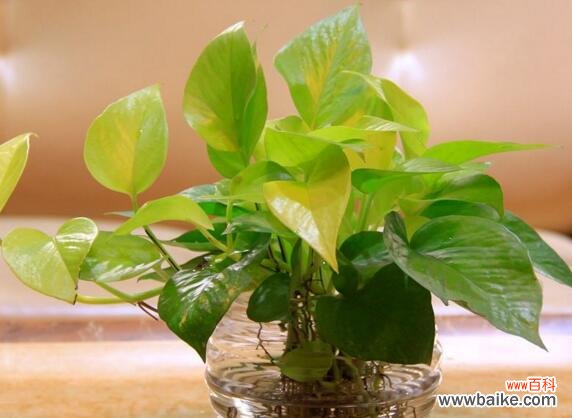 绿萝摆放禁忌