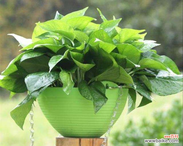 一个鸡蛋就可以让绿萝疯长