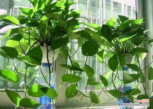 一个鸡蛋就可以让绿萝疯长