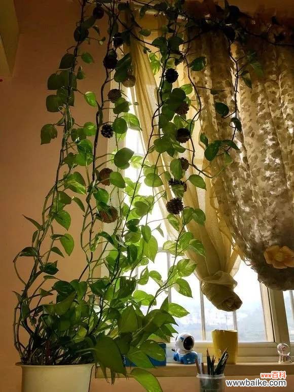 一个鸡蛋就可以让绿萝疯长