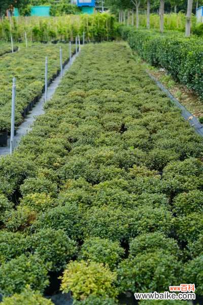 杜鹃花怎么修剪成盆景，杜鹃花盆景如何修剪