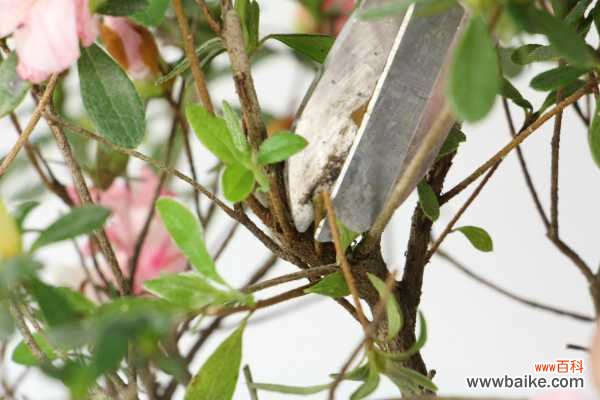 杜鹃花怎么修剪成盆景，杜鹃花盆景如何修剪