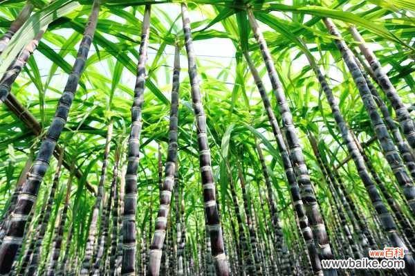 甘蔗种植技术