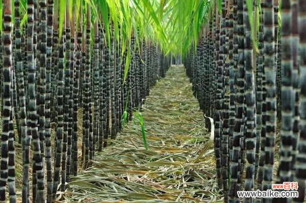 甘蔗种植技术