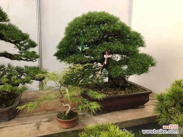 农村什么树能做盆景