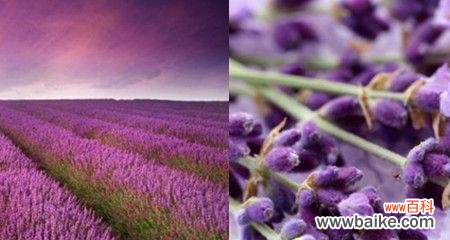 熏衣草的花语是什么?如何用它表达爱意?