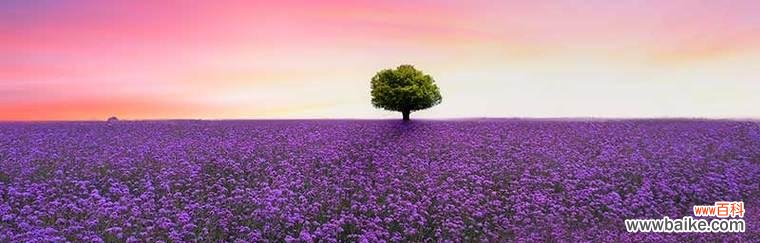 熏衣草的花语是什么?如何用它表达爱意?