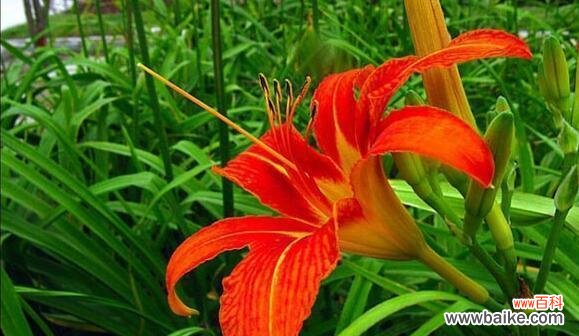 萱草花语和寓意是什么？了解萱草的深层含义！