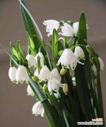 雪滴花花语是什么？雪滴花传说有哪些故事？