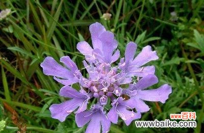 雪莲花代表什么花语？它的象征意义有哪些？