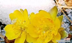 雪莲花代表什么花语？它的象征意义有哪些？