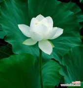 雪莲花花语是什么？如何用雪莲花表达爱意？