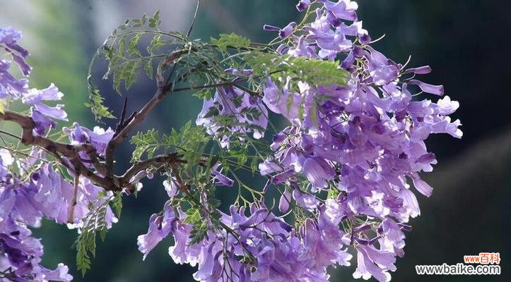 熏衣草的花语代表什么?如何正确解读熏衣草的含义?