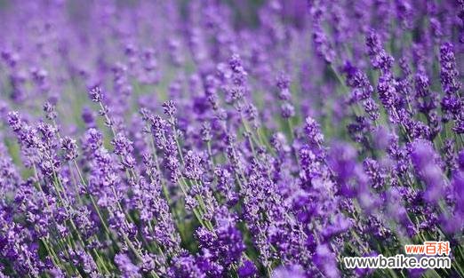 熏衣草的寓意象征是什么?如何用熏衣草表达情感?