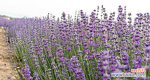 熏衣草的寓意象征是什么?如何用熏衣草表达情感?