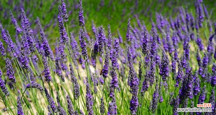 熏衣草的寓意象征是什么?如何用熏衣草表达情感?