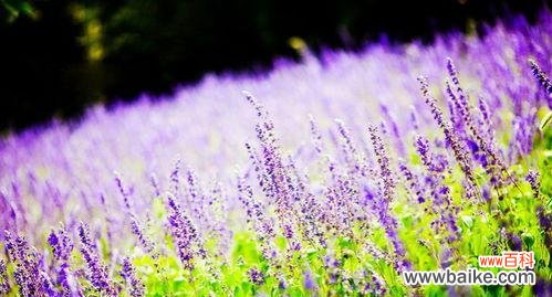 薰衣草象征意义是什么?它在文化中扮演什么角色?