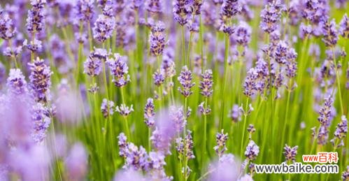 薰衣草象征意义是什么?它在文化中扮演什么角色?