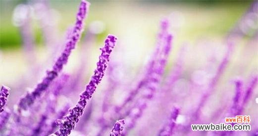 薰衣草的花语和象征是什么?如何用它表达情感?