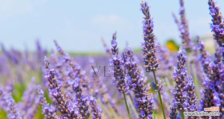 薰衣草的寓意是什么意思?如何用在家居装饰中?