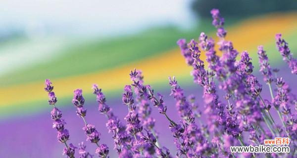薰衣草的花语是什么意思?如何用它表达爱意?
