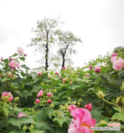 探究这朵中国园林四大名花的深层内涵 芙蓉花的花语及代表意义