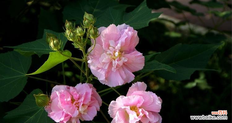 探究这朵中国园林四大名花的深层内涵 芙蓉花的花语及代表意义