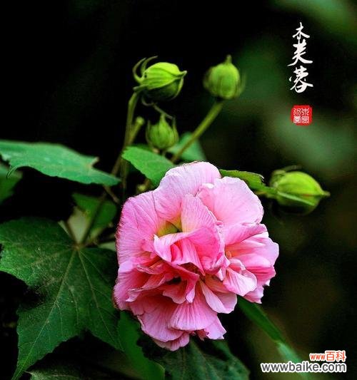 探究这朵中国园林四大名花的深层内涵 芙蓉花的花语及代表意义