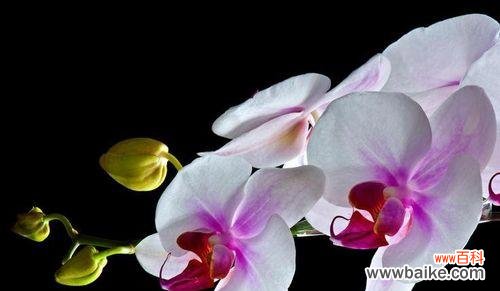 寒冬凝霜，花卉含意却温暖人心 冬日之花——冬季花卉花语大揭秘