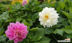 寒冬凝霜，花卉含意却温暖人心 冬日之花——冬季花卉花语大揭秘