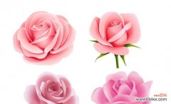 美丽、浪漫、温柔——玫瑰花语中的粉色 粉色玫瑰花语