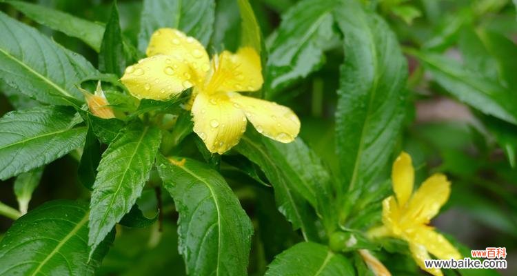 深度揭秘时钟花的花语与传说故事 时钟花