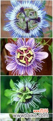 深度揭秘时钟花的花语与传说故事 时钟花