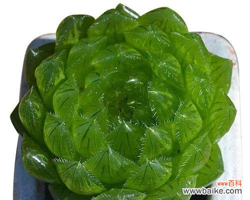 探究樱水晶的美丽与象征意义,解读樱水晶的花语寓意 樱水晶的花语寓意