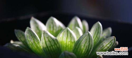 探究樱水晶的美丽与象征意义,解读樱水晶的花语寓意 樱水晶的花语寓意