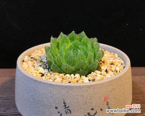 探究樱水晶的美丽与象征意义,解读樱水晶的花语寓意 樱水晶的花语寓意