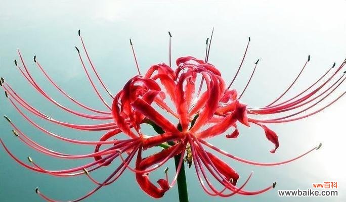 探究红色曼陀罗花的象征意义与文化内涵 红色曼陀罗花语的含义