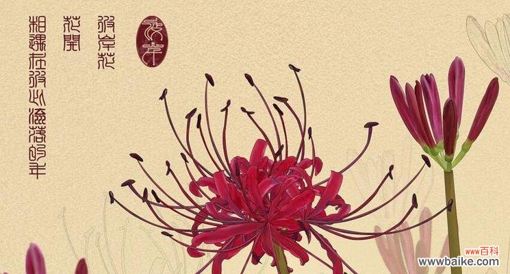 以花传情,解读曼珠沙华的丰富内涵 曼珠沙华花语剖析