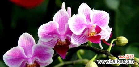 了解蝴蝶兰的象征意义,传达心中情感 解析蝴蝶兰花语