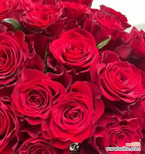 探寻鲜花背后的情感密码 红色玫瑰代表的意义