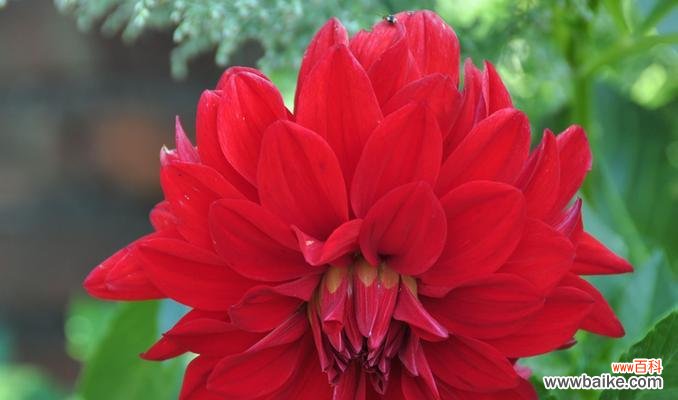 探究大丽花所代表的情感与意义 大丽花的花语