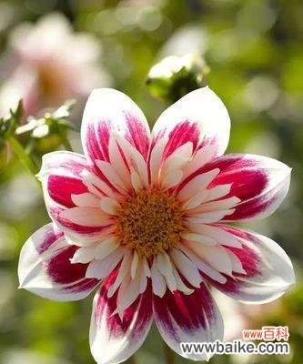 探究大丽花所代表的情感与意义 大丽花的花语