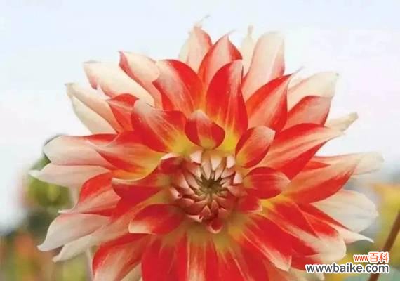 探究大丽花所代表的情感与意义 大丽花的花语