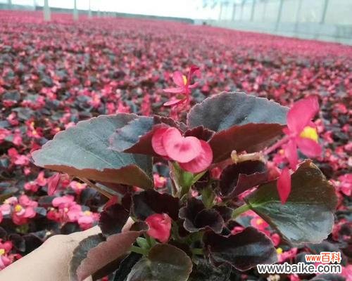 盘点四季海棠的十二种含义 四季海棠花语-传达爱和美的象征